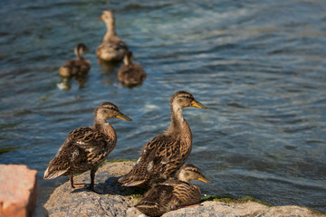 Wild Ducks Family at Nature