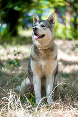  Beautiful Alaskan Malamut in the park for a walk