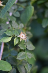 Verblühete Wildrose