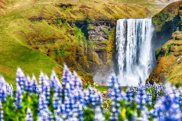 Beautiful scenery of the majestic Skogafoss Waterfall in countryside of Iceland in summer with lupine flowers on foreground