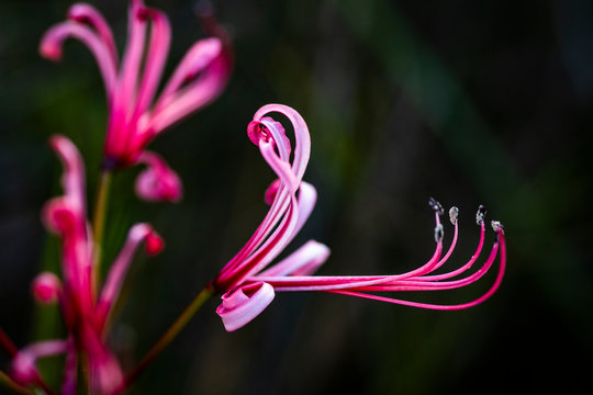Nerine humilis flower with extra long anthers and stamen