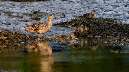 Female Mallard and Ducklings Walking