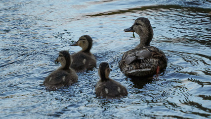 Female Mallard and Ducklings Swimming