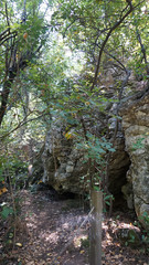 Walking in the wild forest