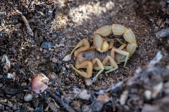 Parabuthus granulatus scorpion