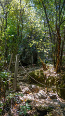 Fototapeta premium Walking in the wild forest