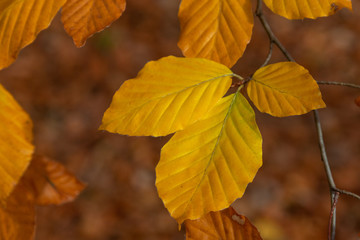 Goldgelbe Herbstblätter