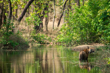 Naklejka na ściany i meble Royal bengal male tiger resting and cooling off in water body. Animal in green forest stream. Wild cat in nature habitat at bandhavgarh national park, madhya pradesh, india, asia 