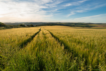 Beautiful Summer landscape of agricultural fields in English countryside during soft pastel sunset