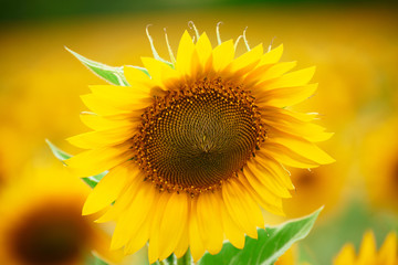 Obraz premium Sunflower field - bright yellow flowers, beautiful summer landscape