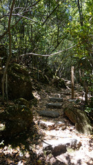 Fototapeta premium Walking in the wild forest