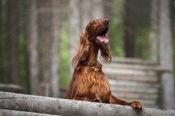 Irish setter in summer forest