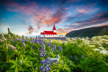 Fantastic sunset view of Vikurkirkja christian church in blooming lupine flowers