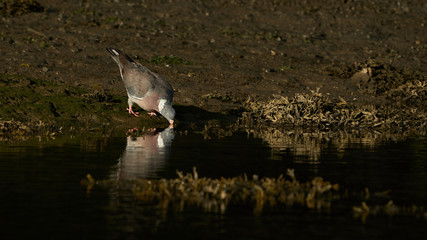 ommon Wood-Pigeon Columba Palumbus Drinking