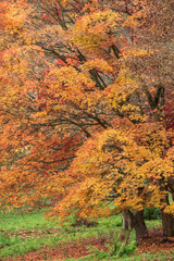 Beautiful colorful vibrant Autumn Fall forest woodland landscape detail in English countryside