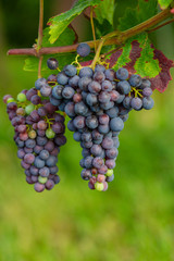 Blaue Weintrauben