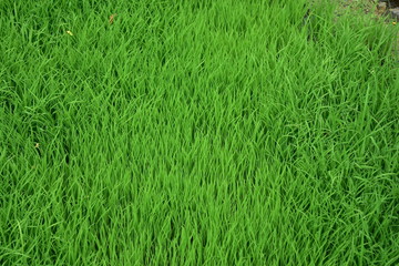 a stretch of green grass in a park