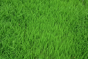 a stretch of green grass in a park