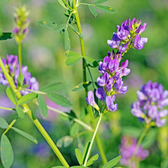 Blühende Luzerne, Medicago sativa