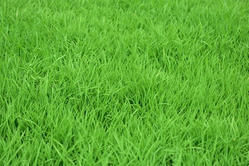 a stretch of green grass in a park