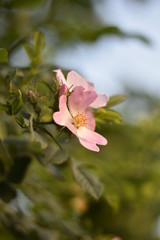 Blühende Wildrose