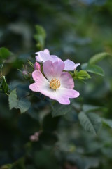 Obraz premium Blühende Wildrose