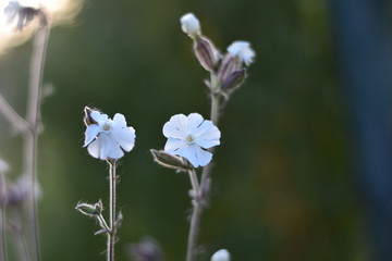 Blühende Weiße Lichtnelke (Silene latifolia)