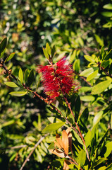 red flowers in the garden