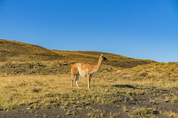 Cute guanaco wild nature animal with green yellow grass with blue sky, south Patagonia, Chile and Argentina, most iconic beautiful tourism place