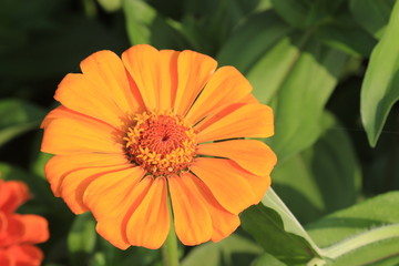 orange flower in the garden