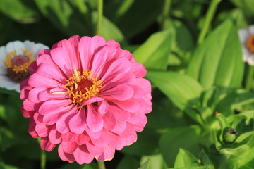 pink flower in garden