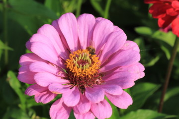 bee on a flower