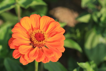 red flower in the garden