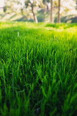 green grass in the field