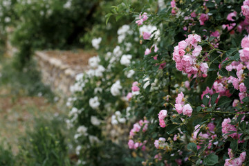 Rose flower, seven sister flower close-up, blooming outdoors in spring after the rain，Rosa multiflora Thunb. var. carnea Thory 