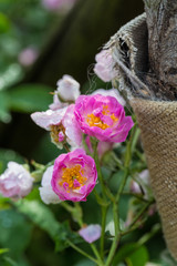 Rose flower, seven sister flower close-up, blooming outdoors in spring after the rain，Rosa multiflora Thunb. var. carnea Thory 