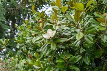 Magnolia flower on a tree with green foliage