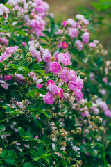 Rose flower, seven sister flower close-up, blooming outdoors in spring after the rain，Rosa multiflora Thunb. var. carnea Thory 