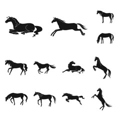 Isolated object of fauna and mare symbol. Collection of fauna and stallion stock symbol for web.