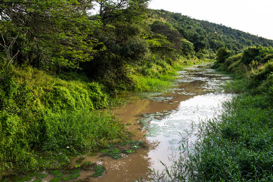 A small stream in lush riparian bushveld in Zululand