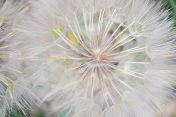 dandelion abstract background