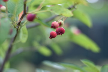 Unreife Beeren einer Felsenbirne (Amelanchier)