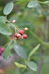 Unreife Beeren einer Felsenbirne (Amelanchier)