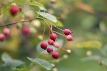 Unreife Beeren einer Felsenbirne (Amelanchier)