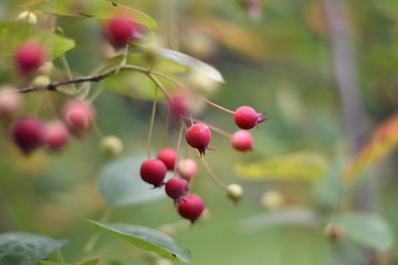 Unreife Beeren einer Felsenbirne (Amelanchier)