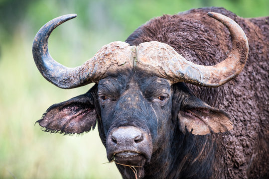 Portrait of a Cape Buffalo bull