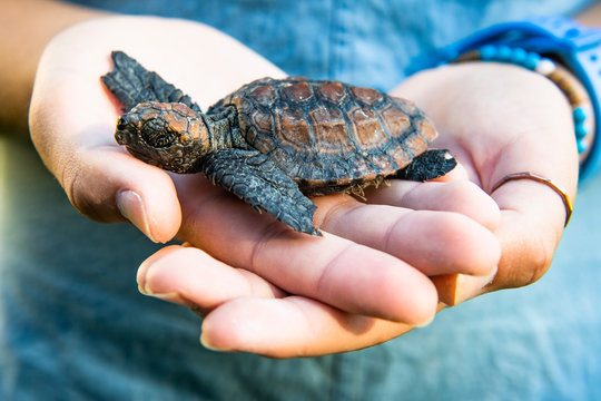 Rescued Loggerhead Turtle hatching held in the hand