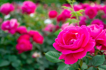 Beautiful pink rosees with green leaves in the garden. Closeup, selective focus