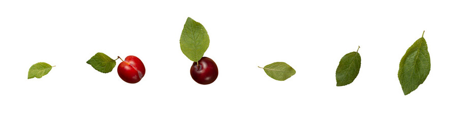Plums and plums leaves. Isolated on white background.