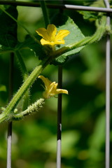 Mangez des concombres ! c'est la saison !
